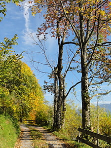 autunno, paesaggio, distanza, natura, alberi