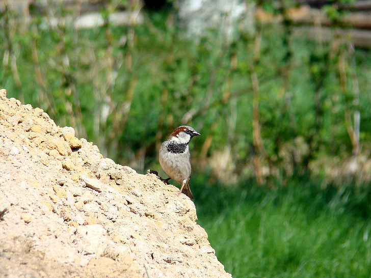 σπίτι sparrow, πουλί, ζώα, φύση