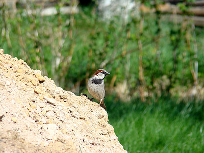 House sparrow, burung, hewan, alam
