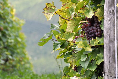 automne, Vintage, raisins, raisin, vigne, vignoble, fruits