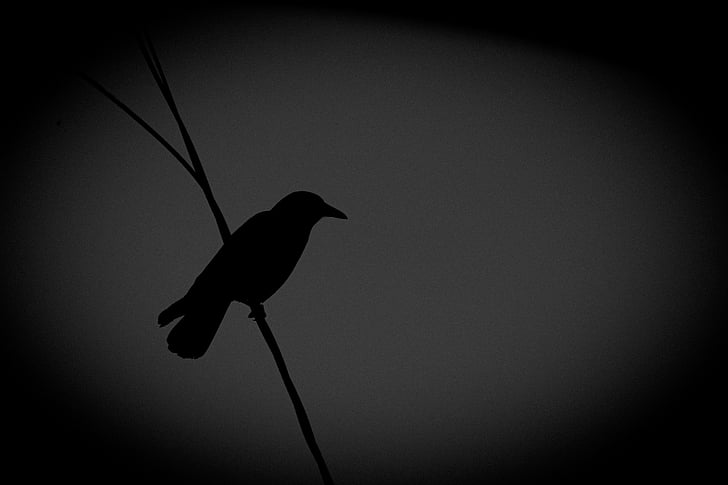 sort og hvid, Crow, Wildlife