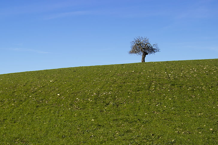 tree, landscape, lonely, nature