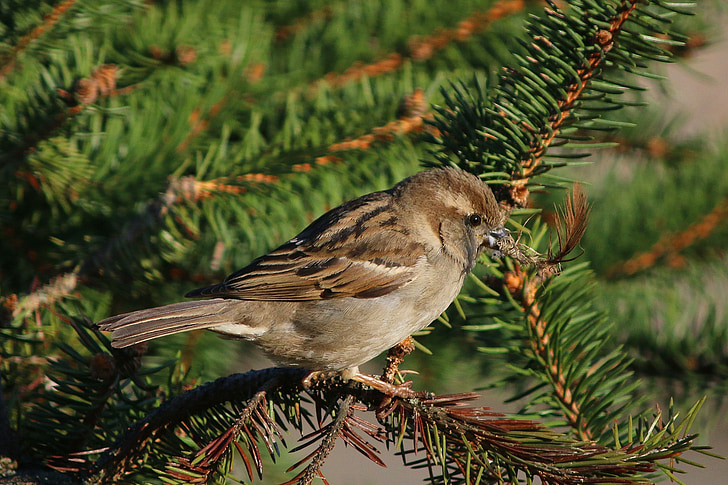 himself, animal, background, beak, bird, branch, brown