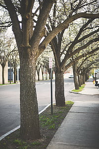 Pflaster, Straße, Bürgersteig, Straße, Bäume, Baum, Baumstamm
