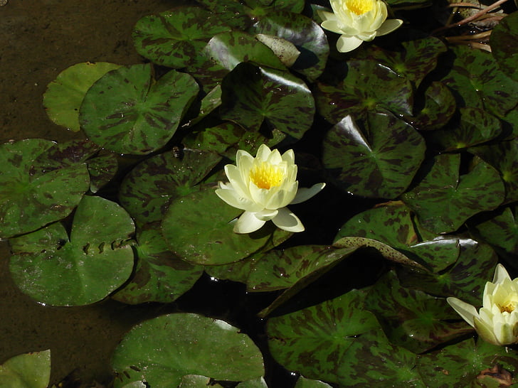 Vodní lilie, závod, květ, rybník, květ, bílá