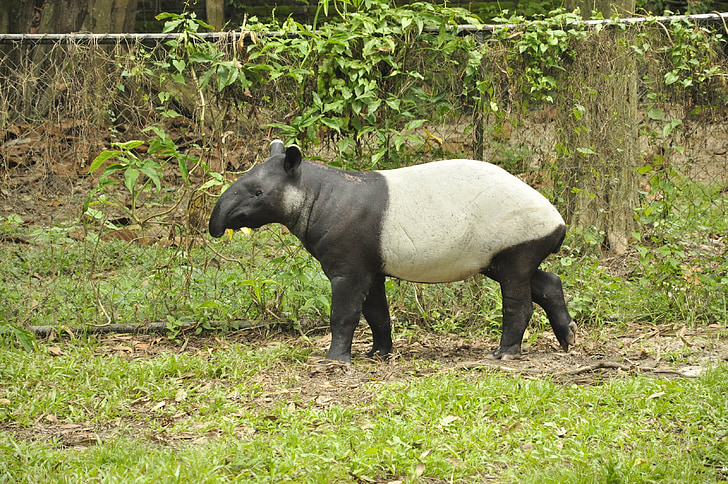 animaux, tapir, mammifère, sauvage, Zoo, faune, nature