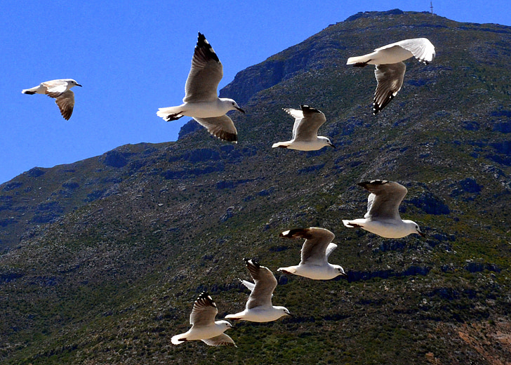 nature, south africa, mountain, seagulls, flight, in the sky, birsd