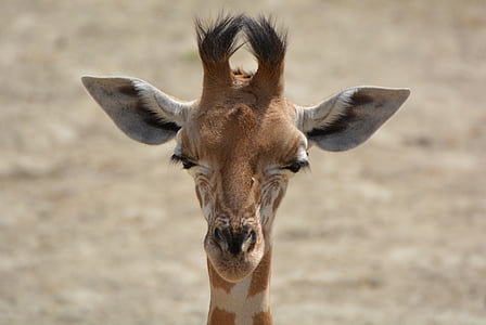 girafa, animal, pescoço, mamífero