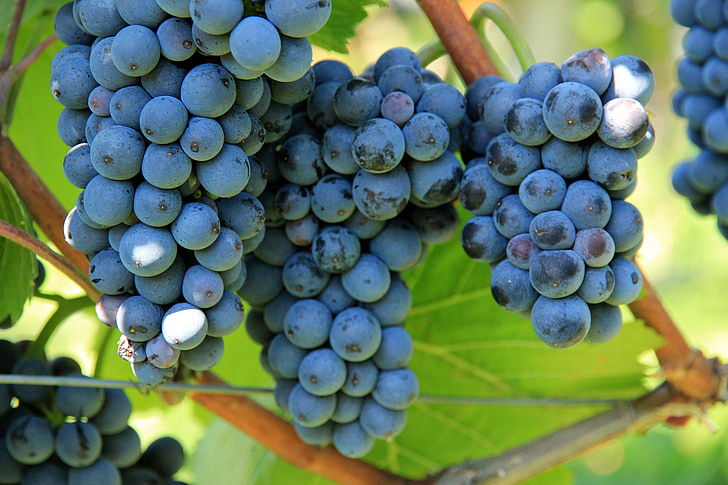 viinamarjad, veini, viinapuu, Geenitehnoloogia veini tootmises, taim, Grapevine, viinamari