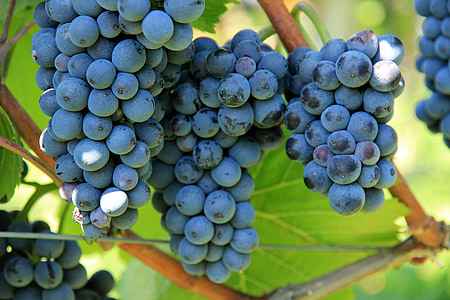 grapes, wine, vine, winegrowing, plant, grapevine, grape