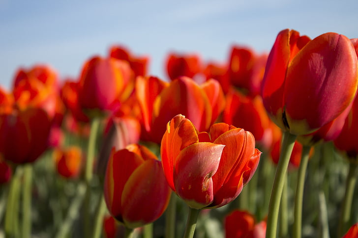 tulipanes, primavera, Países Bajos, campos de tulipanes, flor, flores, rojo