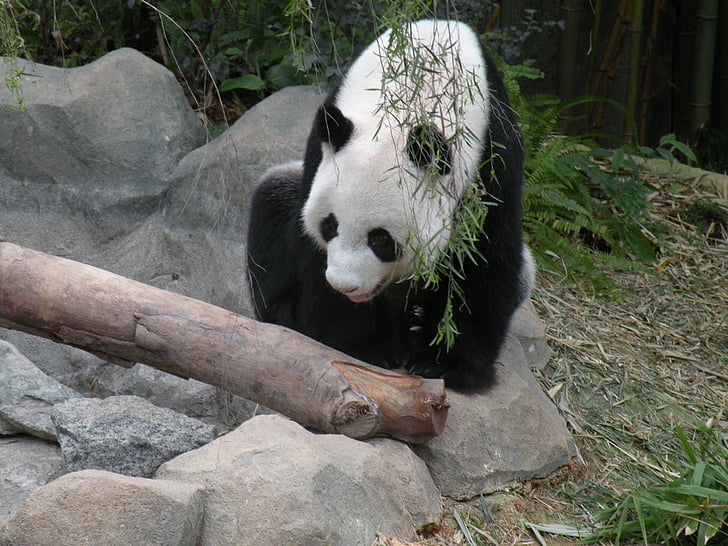 Panda, reka safari, Singapur, živali, Panda - živali, sesalec, medved