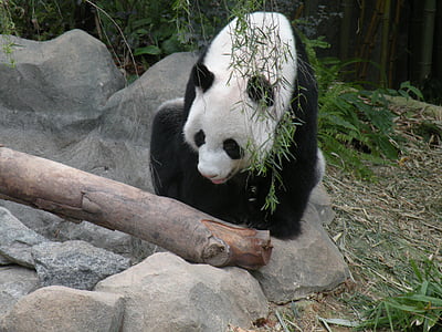 gấu trúc, sông safari, Singapore, động vật, Panda - động vật, động vật có vú, gấu