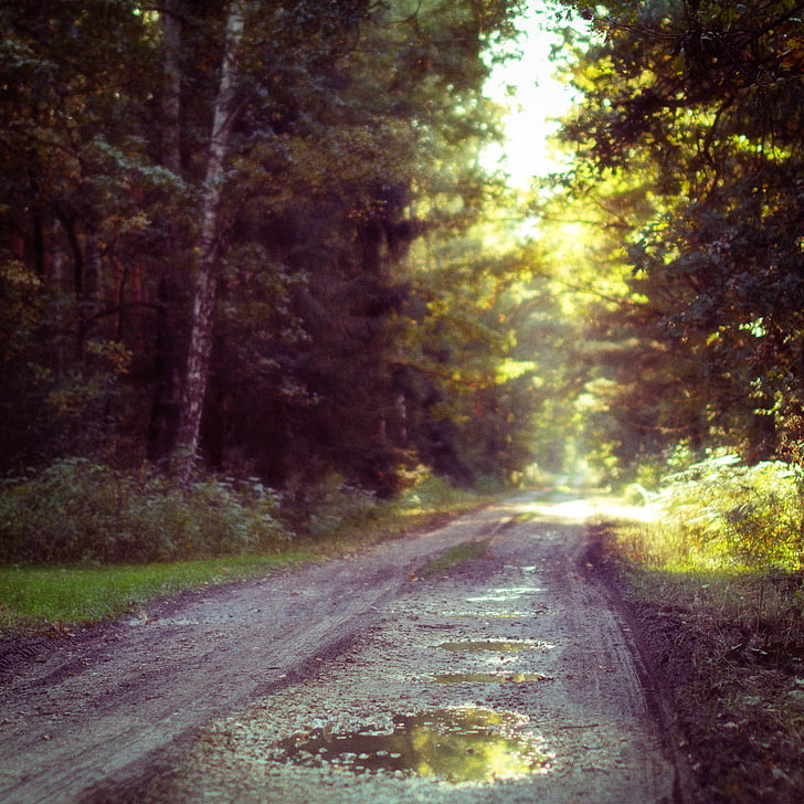 rocky, road, near, forest, photo, puddle, dirt