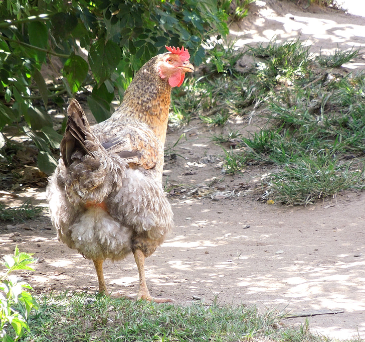 ayam, ayam, pertanian, burung