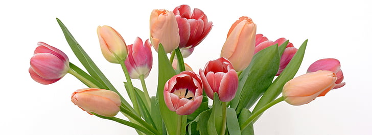 tulips, flowers, apricot, pink, nature, spring, spring awakening