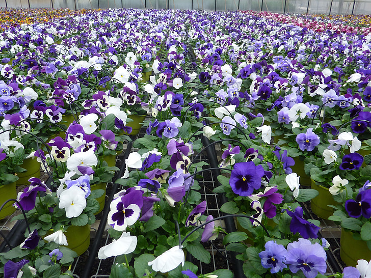 plant, violet, thinking, nature, flower, springtime, purple