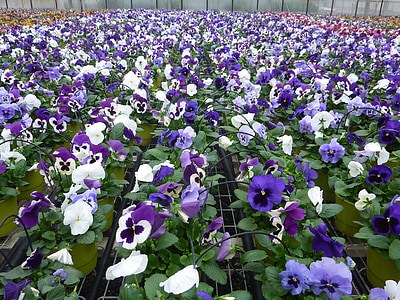 augalų, violetinė, mąstymas, Gamta, gėlė, Pavasaris, violetinė