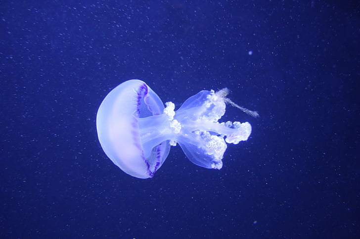 jellyfish, medusa, cnidarian, animal, aquatic animal, water, sea