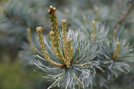 spruce, tree, blue, conifer, nature, plant, close-up