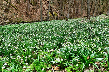 polenztal, märzen pokal travniki, snežinka, Narodni park saxon Švica, travnik, ostalo