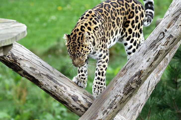 leopardas, pastebėtas, katė, Gamta, lauke, Laukiniai gyvūnai, gyvūnų