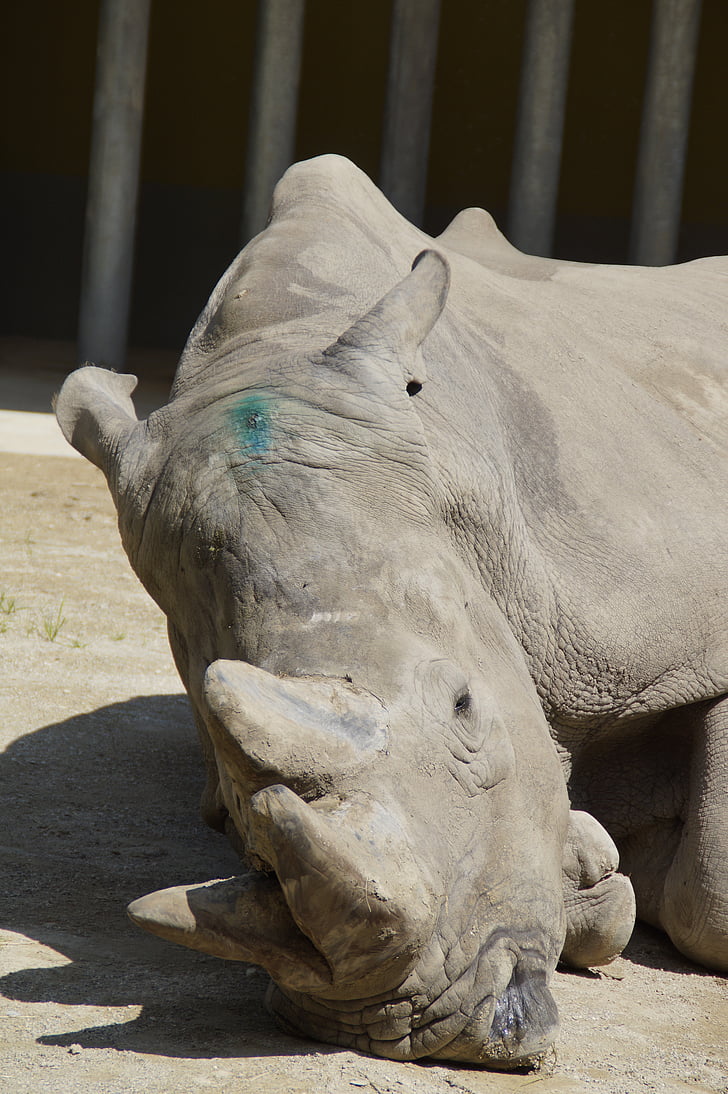 Rhino, préoccupations, cors, pachyderme, Zoo, animal de zoo, tête