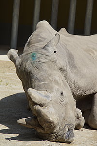 Rhino, obavy, rohy, tlustokožec, Zoo, zoo zvieratá, vedúci
