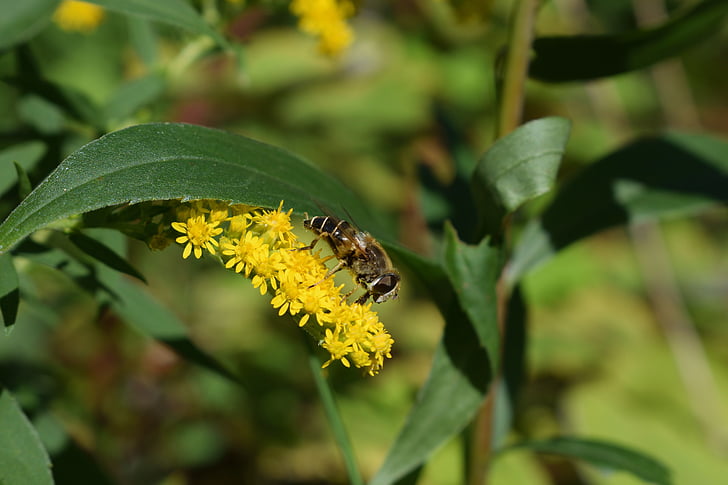 hoverfly, สีเหลือง, ฤดูร้อน, แมลง, ธรรมชาติ, แมโคร, ดอก