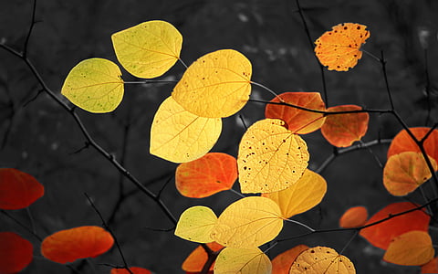blader, høst, gyldne høsten, løvtre, høst lys, belysning, farge