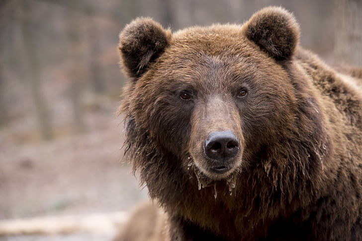 medved, rjavi medved, prosto živeče živali, narave, kosmate, vodja, močan