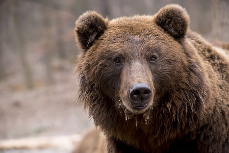 bear, brown bear, wildlife, nature, furry, head, powerful
