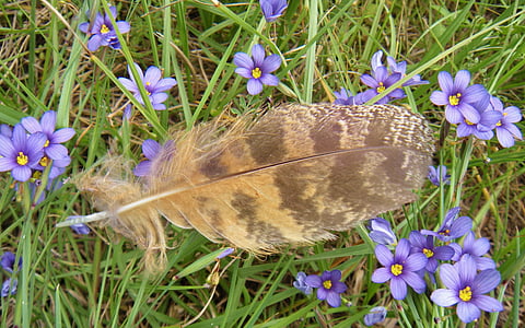 feather, owl feather, great horned owl feather, blue-eyed grass, bird, flowers, nature