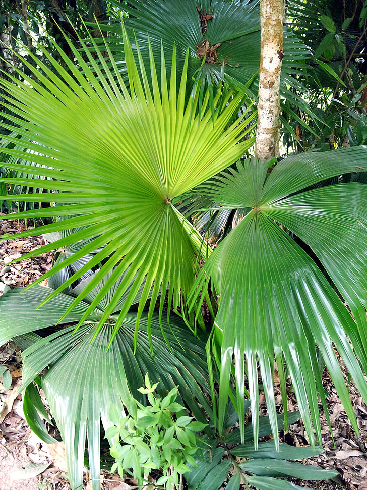 palma, sheet, green, carved, tropical plants, park, summer