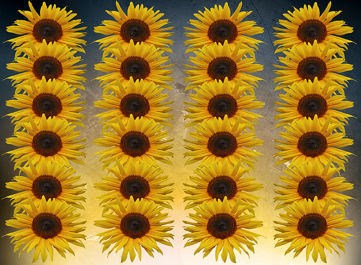 Sonnenblume, Blumen, Serie, Montage, Textur, Hintergrund, in der Nähe