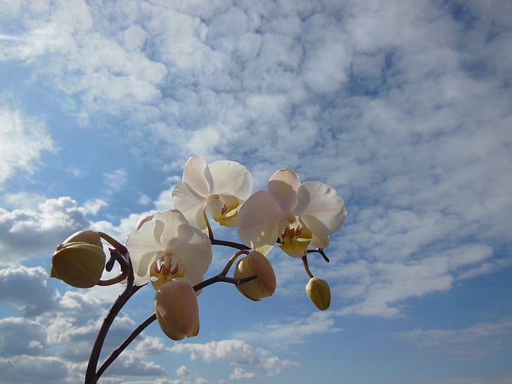 Orchid, Phalaenopsis, blomst, blomst, anlegget hvit, Sommer, blå skye