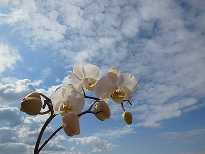 Orquídea, Phalaenopsis, flor, floración, planta blanco, verano, skye azul