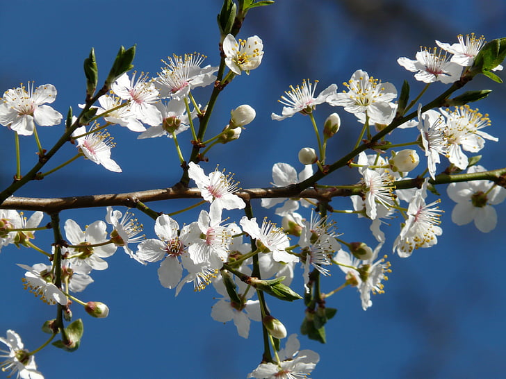 divoká švestka, květ, Bloom, strom, větev, americký wildpflaume, Prunus americana