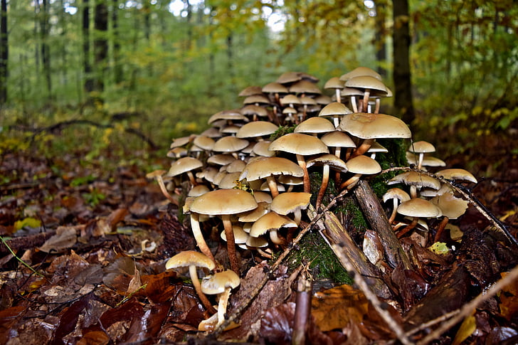 stromu houba, podzim, kmen, Les, Příroda, houby, houby