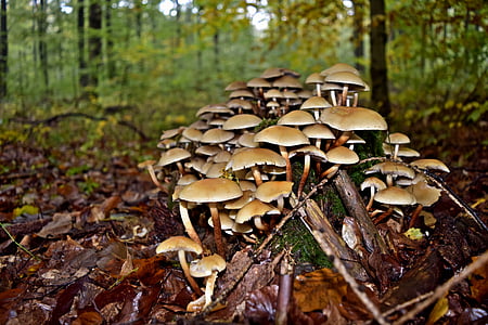 tree fungus, autumn, tribe, forest, nature, fungus, mushroom