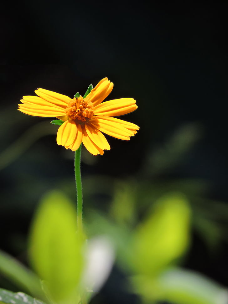 Daisy, bloem, vrij, kleine, geel