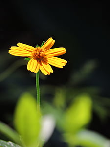 Daisy, kwiat, ładny, małe, żółty