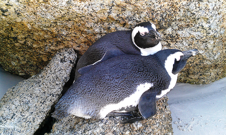 rotsen strand, Pinguïns, Zuid-Afrika, strand, geboekt, dier, water