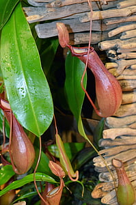 pitcher plant, træ, kødædende, kødædende, stueplante, troperne, plante