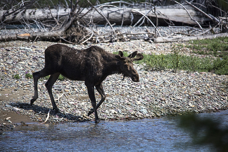 Bull moose, jovem, vida selvagem, natureza, macho, galhadas, natureza selvagem