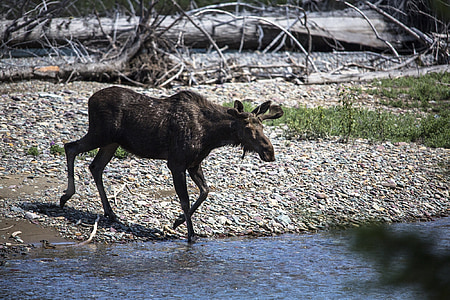 Bull moose, jonge, dieren in het wild, natuur, man, geweien, wildernis