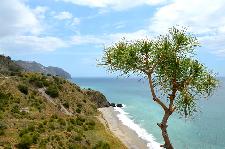 sea, coast, rock, beach, holiday, outlook, tree