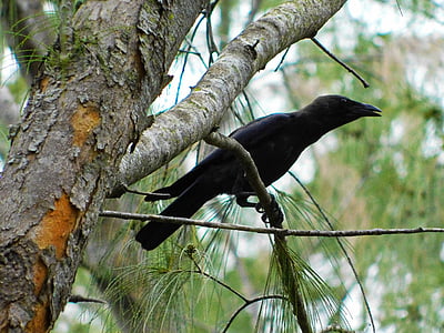 crow, bird, branches, crow on branches, nature, raven, wildlife