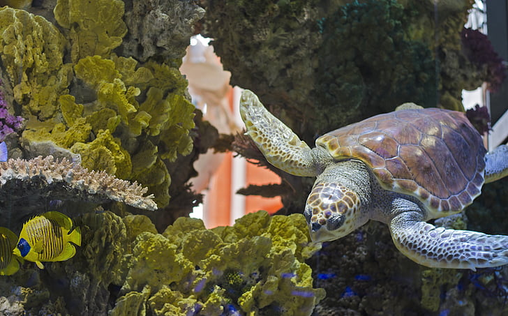schildpad, schildpad zwembad, Aquarium, maritiem museum, zeeschildpad, water, dier