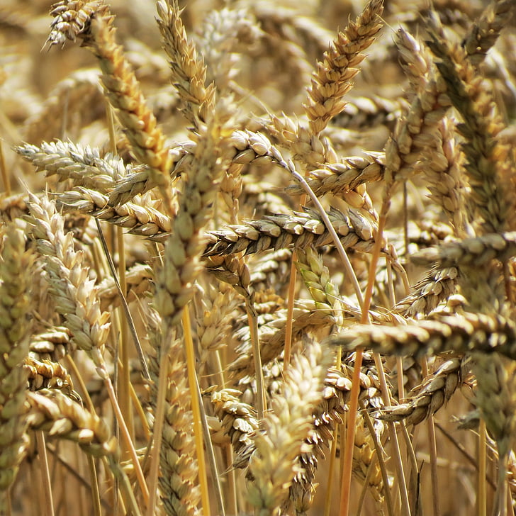 пшеница, Селско стопанство, реколта, изрязване, ръж, Златни, прибиране на реколтата
